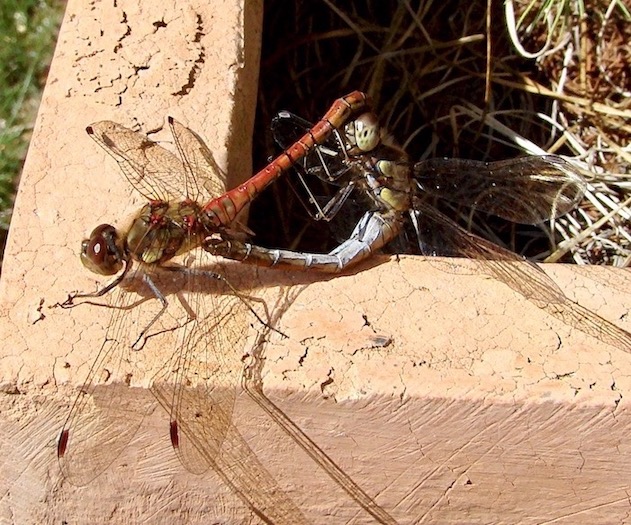 common darters